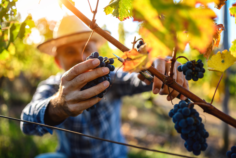 viti vendanges