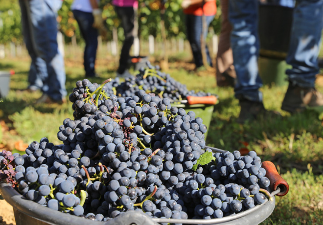 VENDANGES