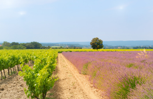 Terra provincia provence